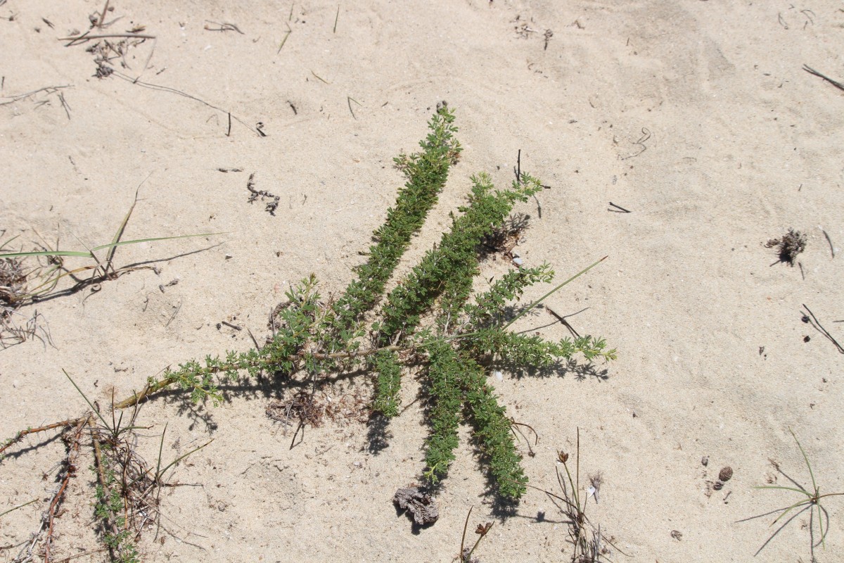 Vachellia planifrons (Wight & Arn.) Ragup., Seigler, Ebinger & Maslin